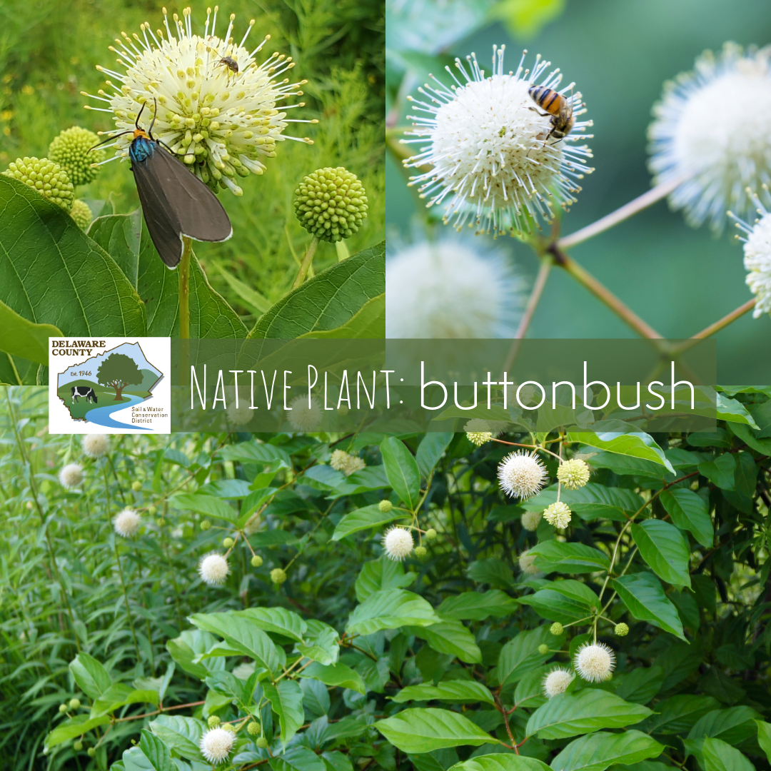Cephalanthus occidentalis, commonly known as buttonbush