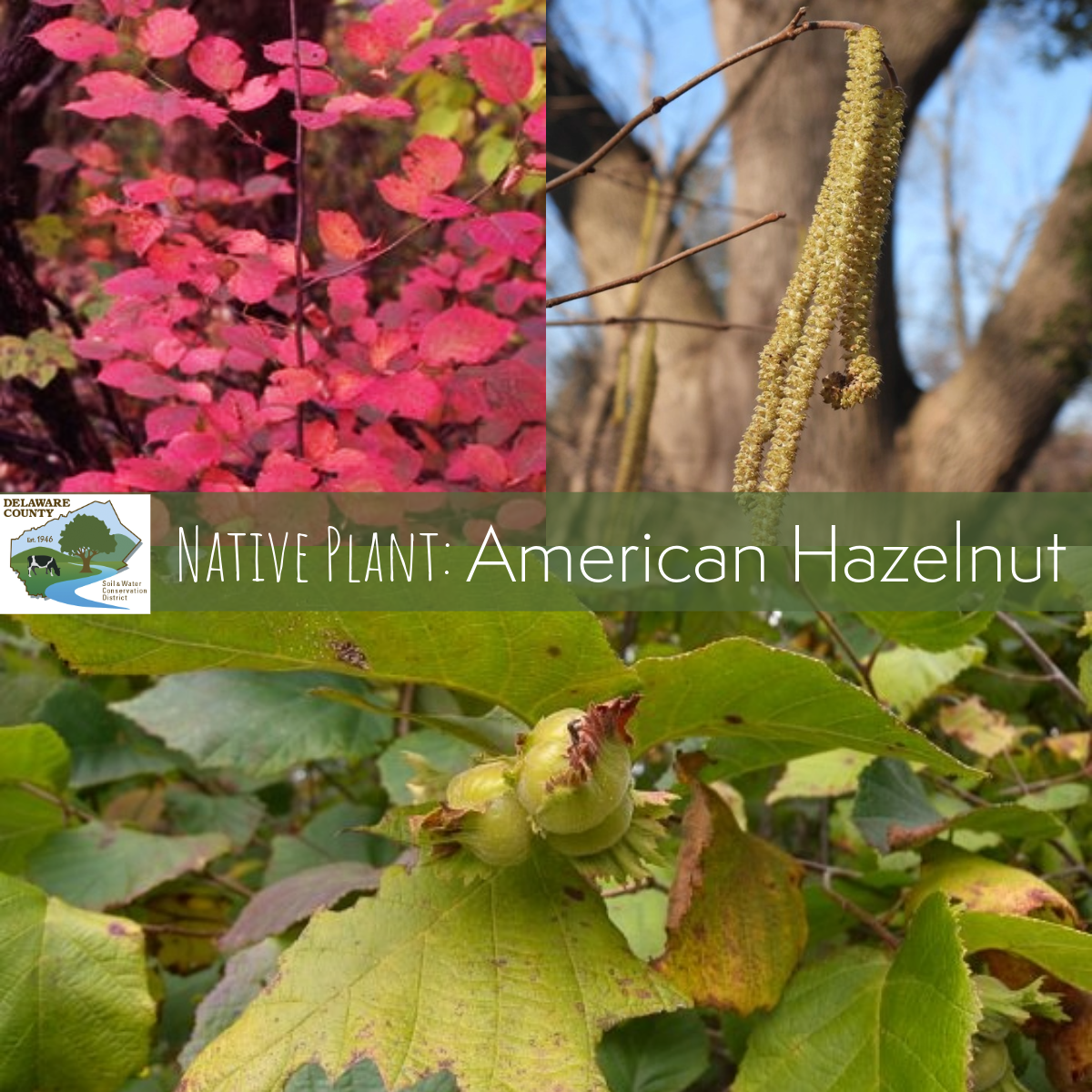 Native plant: American Hazelnut