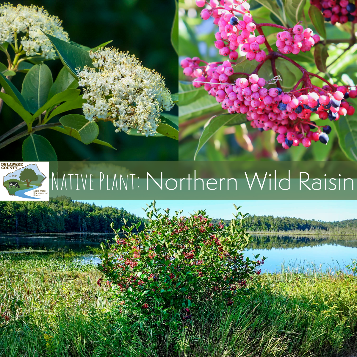 Viburnum nudum