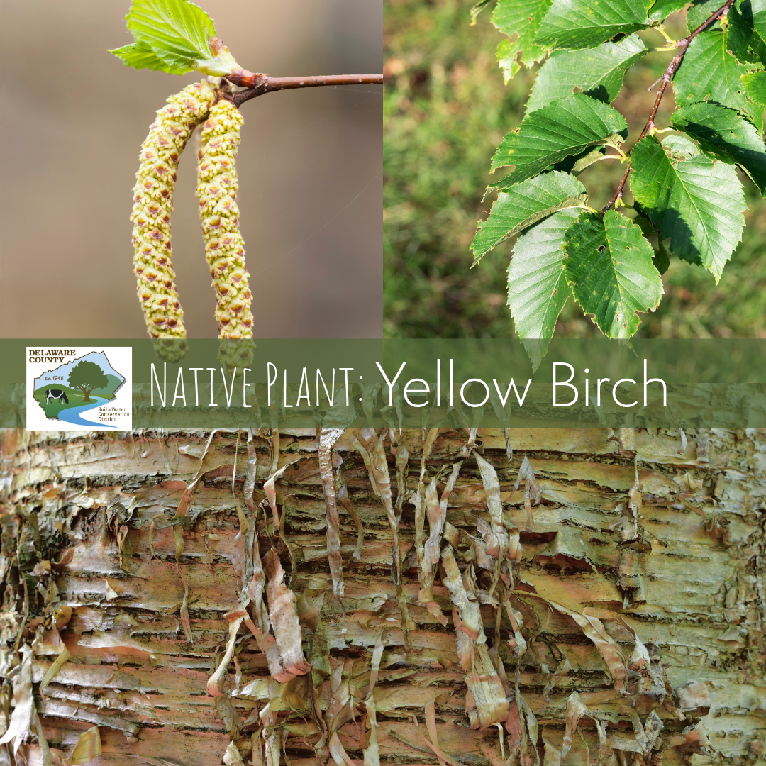 Northern Yellow Birch