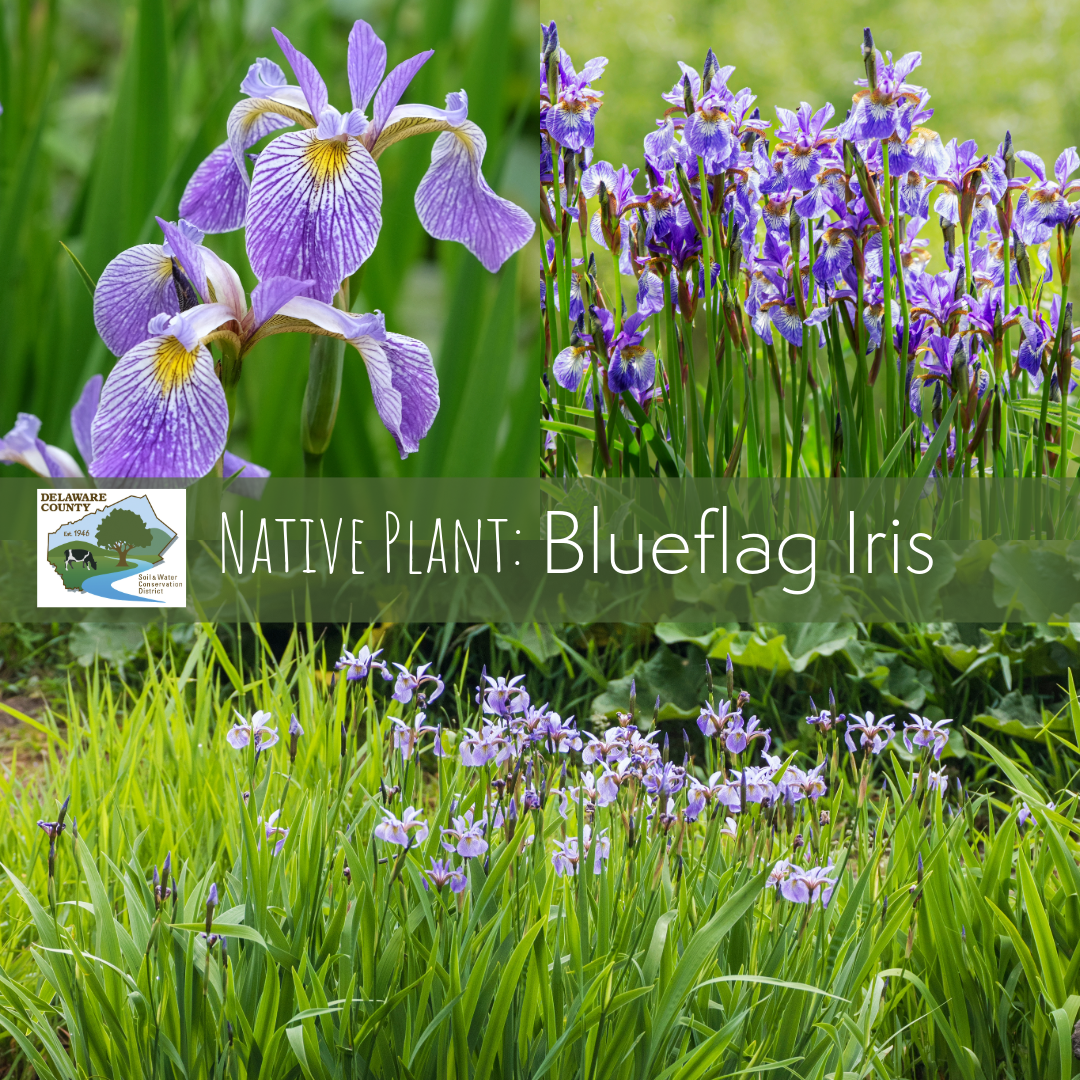 Blueflag Iris with sharp green leaves and purple flowers.