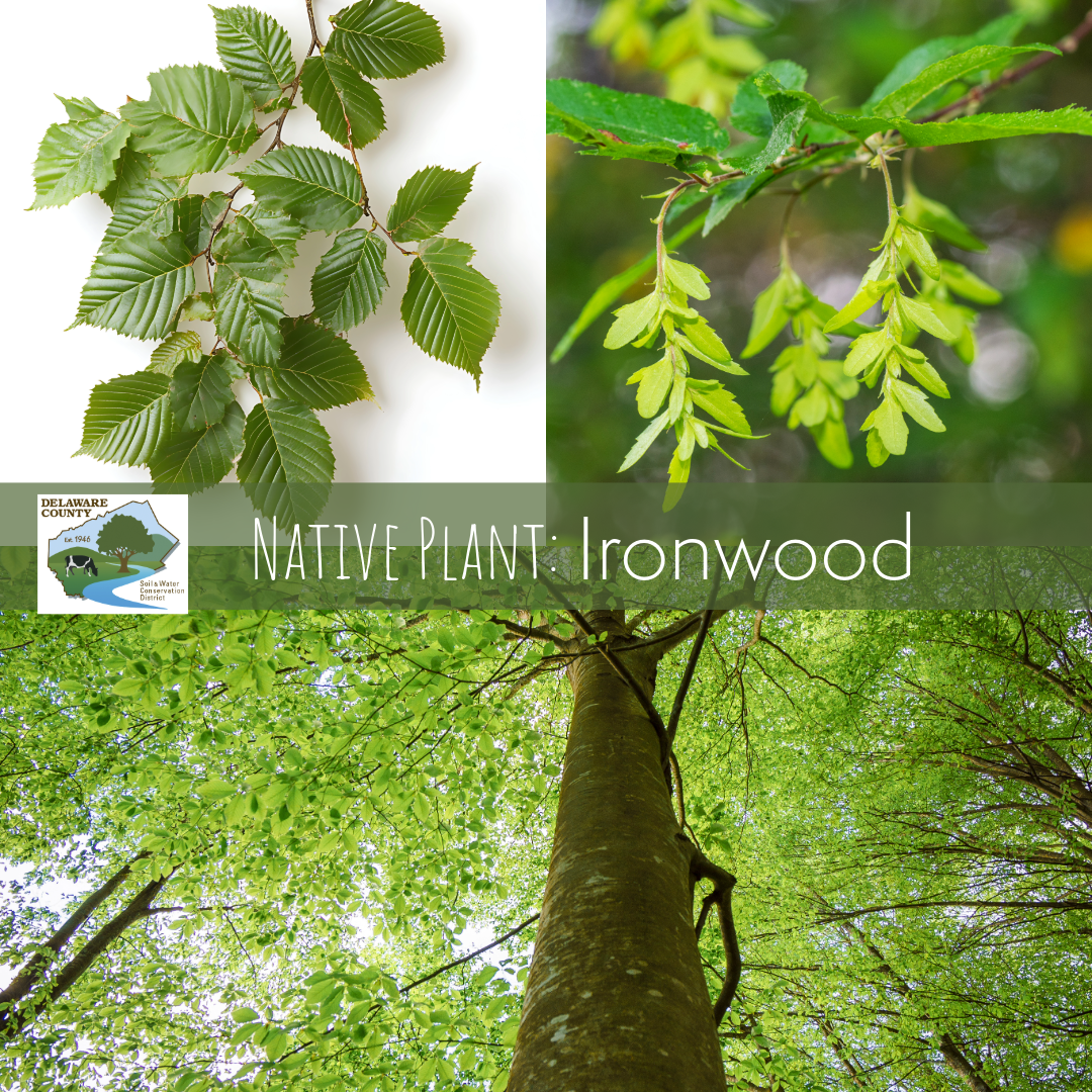 Carpinus caroliniana, commonly known as Ironwood