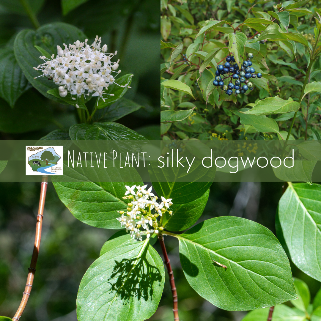 Various images of Silky Dogwood, native to Delaware County, New York. Top left and bottom images show small, white, clustered flowers on stem with green leaves. Top right image shows cluster of small, dark blue berries on reddish stem with green leaves.