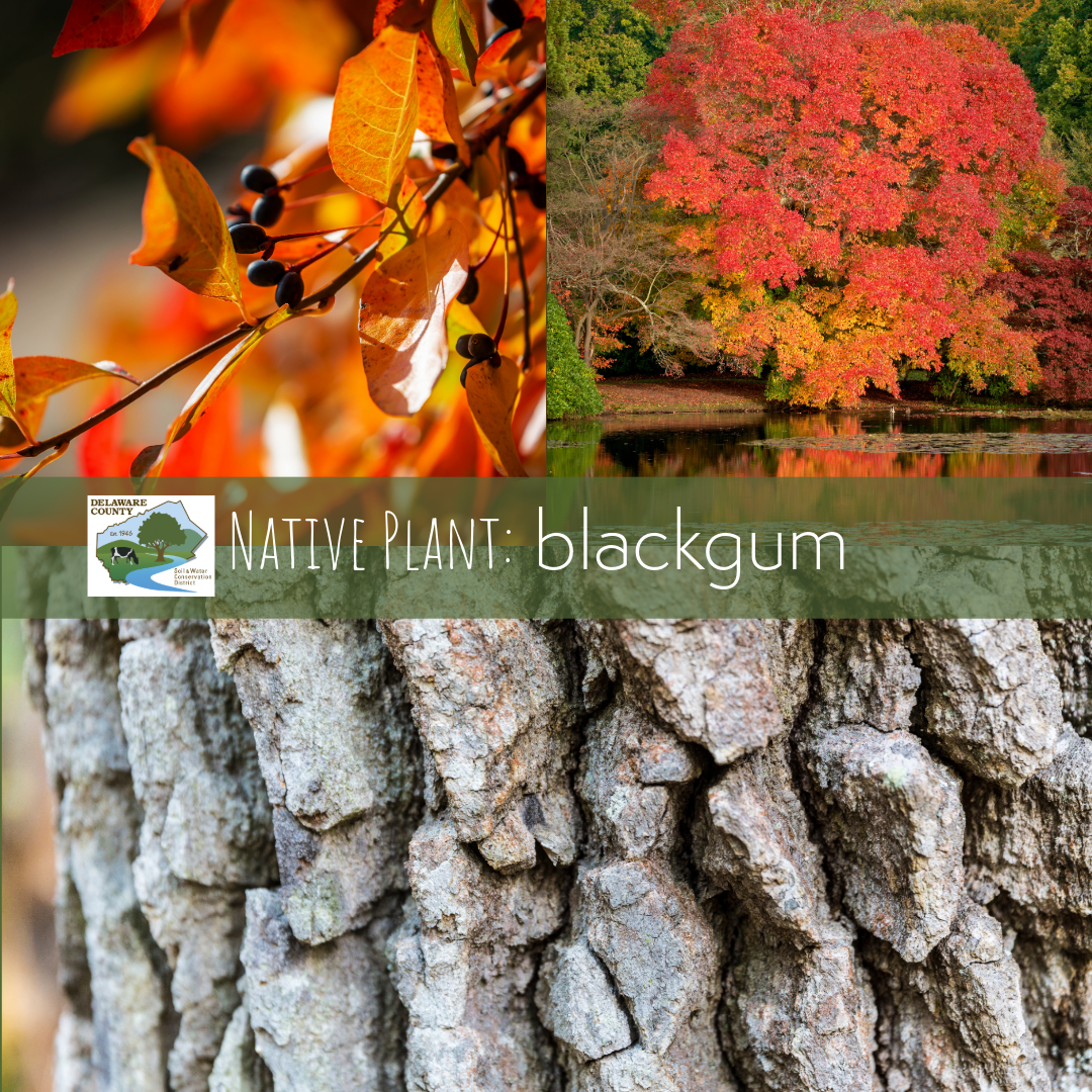 Closeups of leaves and bark of Blackgum trees.