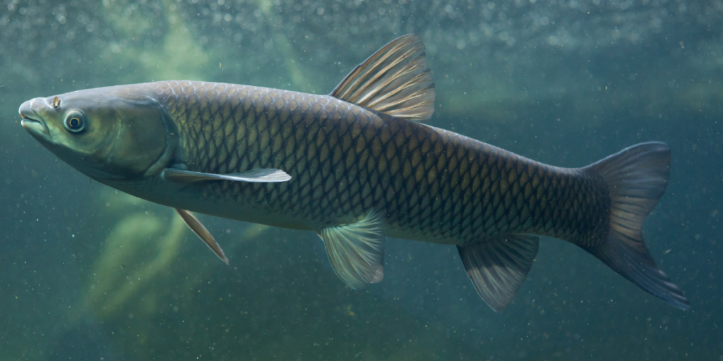 Freshwater fish