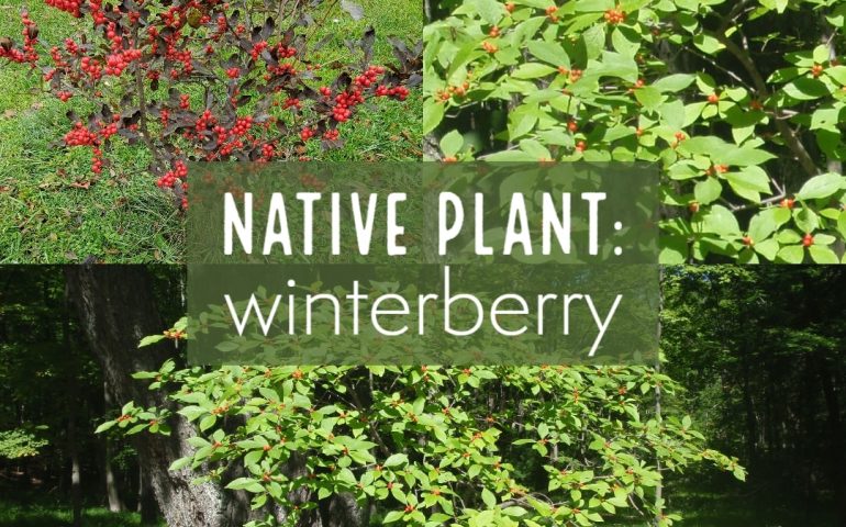 Native plant: winterberry